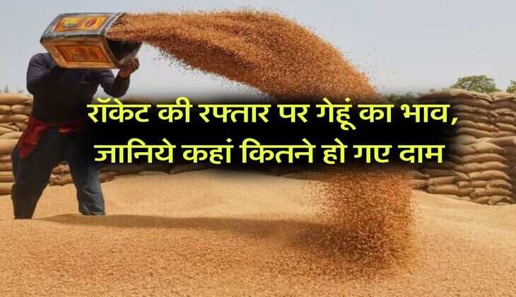 Wheat Rate Today : रॉकेट की रफ्तार पर गेहूं का भाव, जानिये कहां कितने हो गए दाम