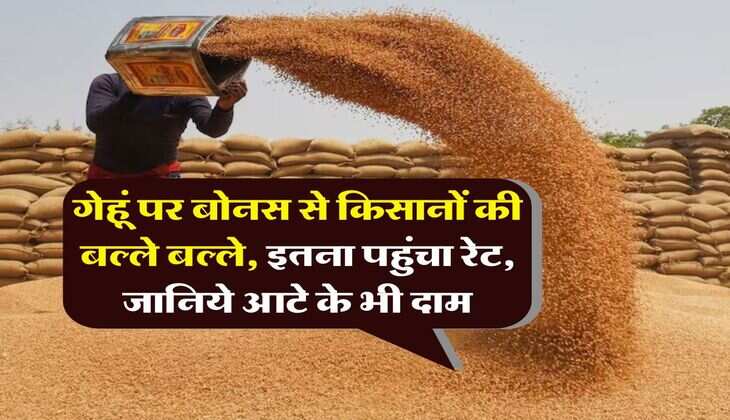 wheat price hike : गेहूं पर बोनस से किसानों की बल्ले बल्ले, इतना पहुंचा रेट, जानिये आटे के भी दाम