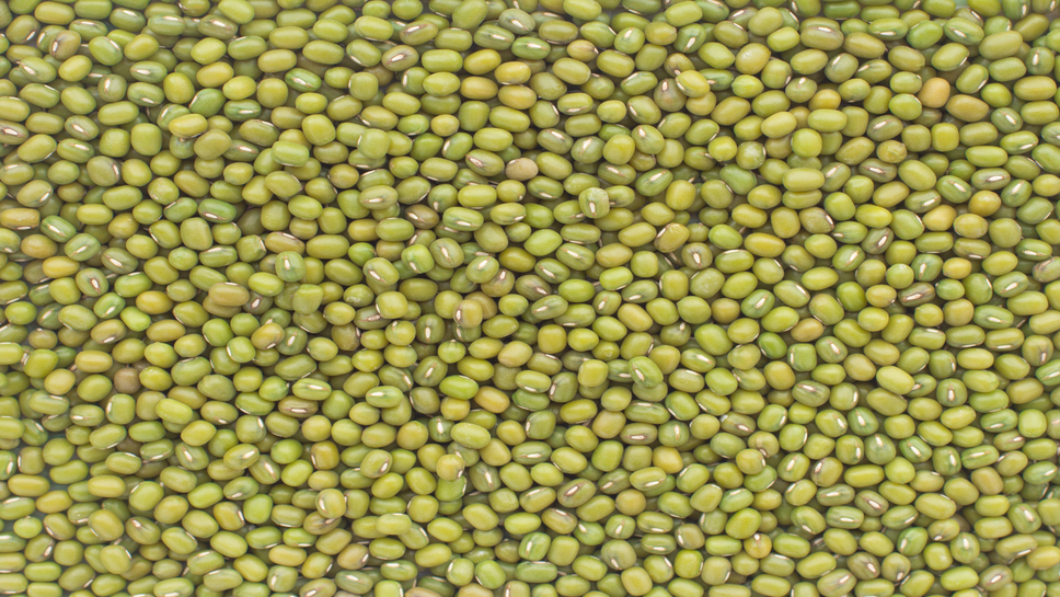 Moong Price Today:&nbsp;किसानों के लिए मुंग बने फायदे का सौदा, 18 दिन में 63 हजार टन आवक