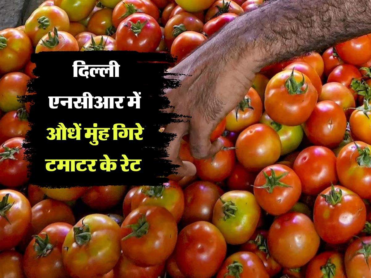 Tomato Price Today : दिल्ली एनसीआर में औधें मुंह गिरे टमाटर के रेट, अब मिल रहा इतने रुपये किलो