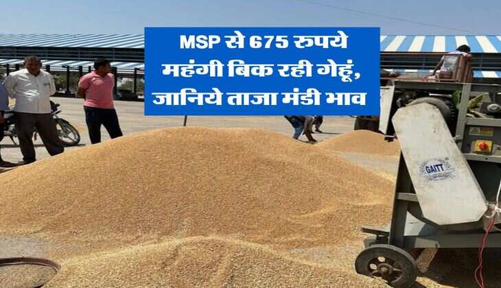 Wheat Rate Hike : MSP से 675 रुपये महंगी बिक रही गेहूं, जानिये ताजा मंडी भाव 