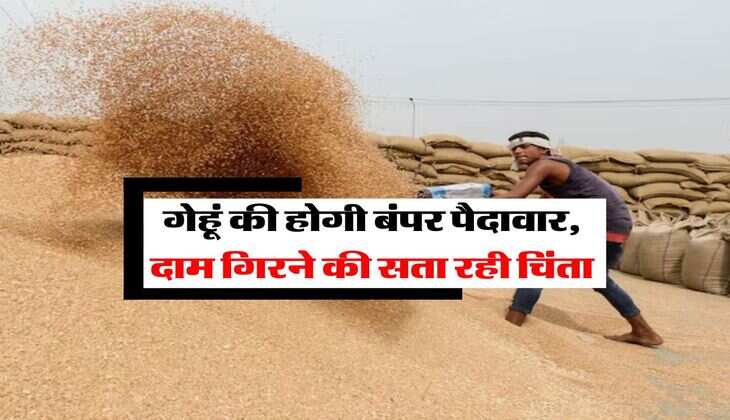 Wheat Rate : गेहूं की होगी बंपर पैदावार, दाम गिरने की सता रही चिंता