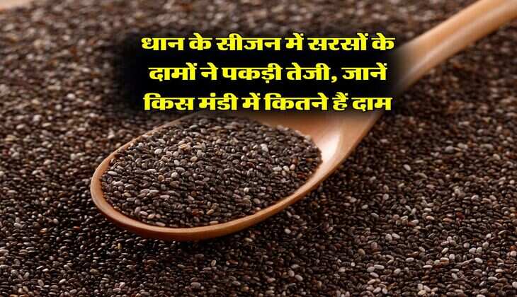 Sarso ka Bhav : धान के सीजन में सरसों के दामों ने पकड़ी तेजी, जानें किस मंडी में कितने हैं दाम