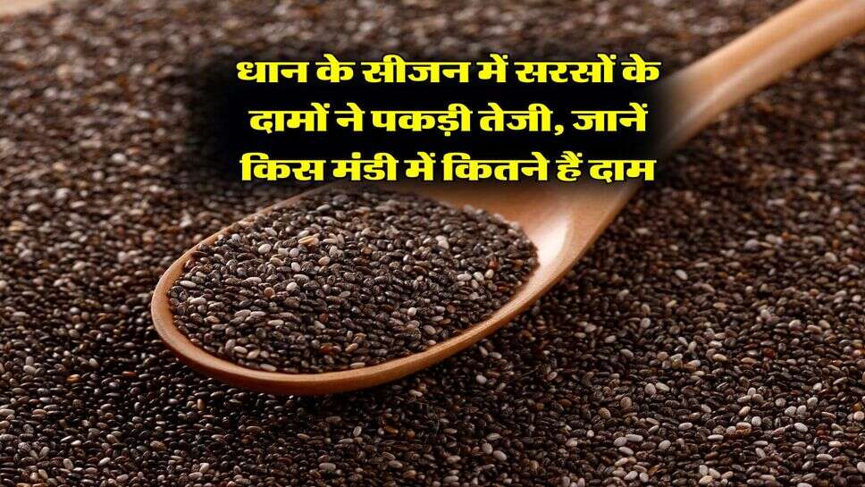 Sarso ka Bhav : धान के सीजन में सरसों के दामों ने पकड़ी तेजी, जानें किस मंडी में कितने हैं दाम