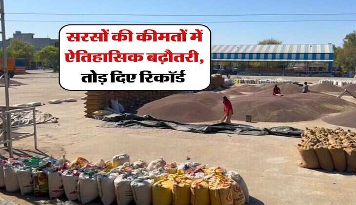 Sarso Rate : सरसों की कीमतों में ऐतिहासिक बढ़ौतरी, तोड़ दिए रिकॉर्ड&nbsp;