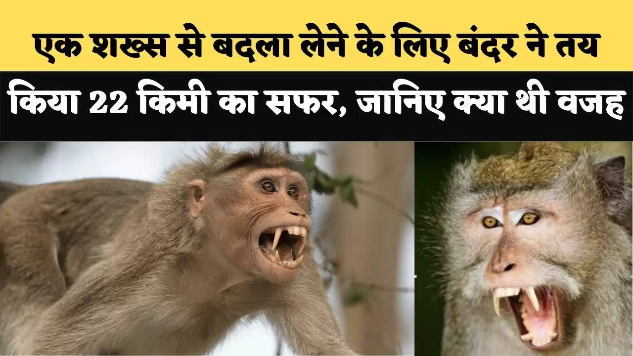 To take revenge on a person, the monkey decided to travel 22 km, know what was the reason