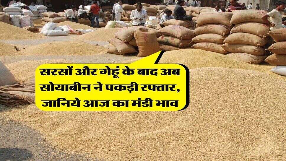 Mandi Bhav 2025 : सरसों और गेहूं के बाद अब सोयाबीन ने पकड़ी रफ्तार, जानिये आज का मंडी भाव