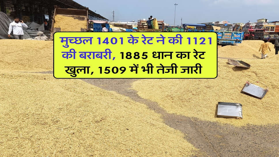 1121 Dhan Price : मुच्छल 1401 के रेट ने की 1121 की बराबरी, 1885 धान का रेट खुला, 1509 में भी तेजी जारी