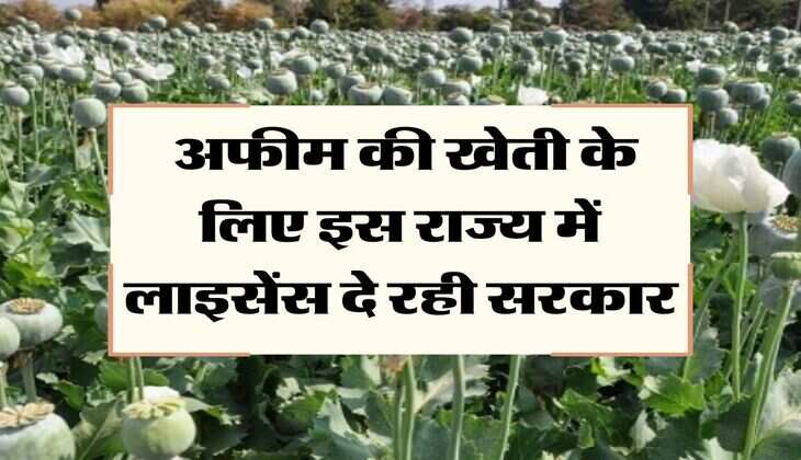 Opium Cultivation License : अफीम की खेती के लिए इस राज्य में लाइसेंस दे रही सरकार
