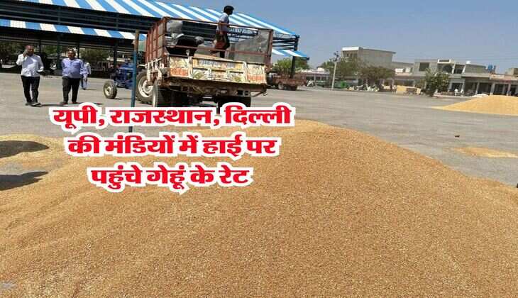 Gehu Rate 2025 : यूपी, राजस्थान, दिल्ली की मंडियों में हाई पर पहुंचे गेहूं के रेट 