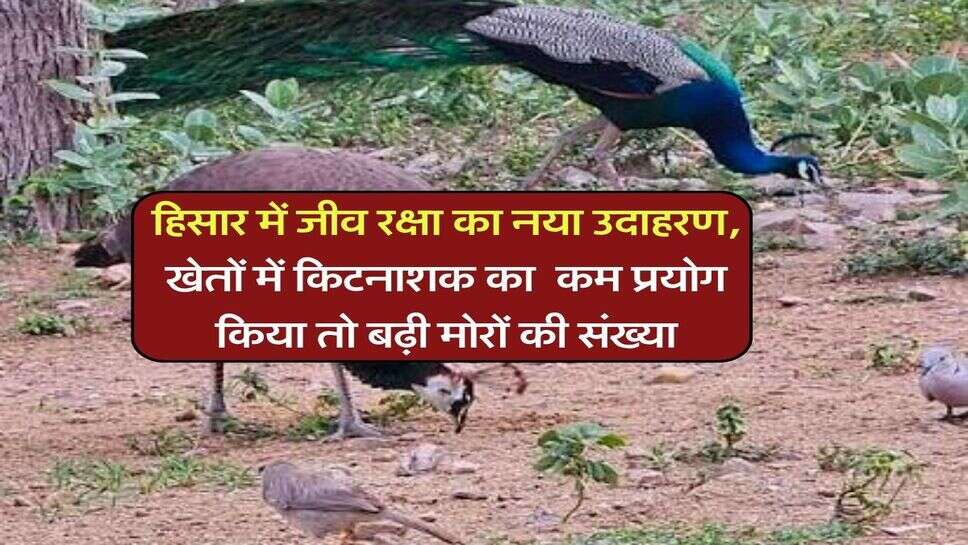 हिसार में जीव रक्षा का नया उदाहरण, खेतों में किटनाशक का कम प्रयोग किया तो बढ़ी मोरों की संख्या