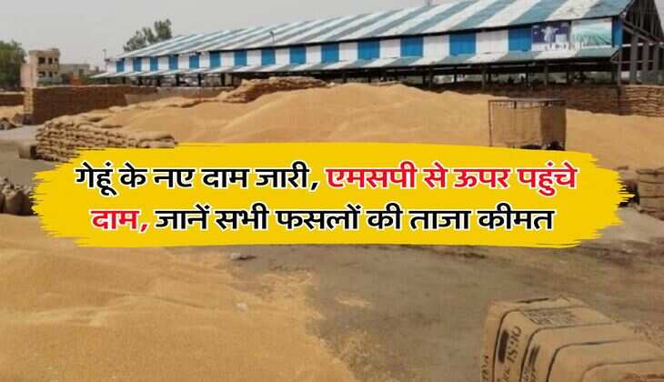 Kota Mandi Bhav : गेहूं के नए दाम जारी, एमसपी से ऊपर पहुंचे दाम, जानें सभी फसलों की ताजा कीमत