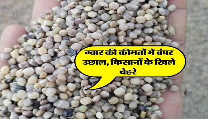 Guar Bhav : ग्वार की कीमतों में बंपर उछाल, किसानों के खिले चेहरे&nbsp;