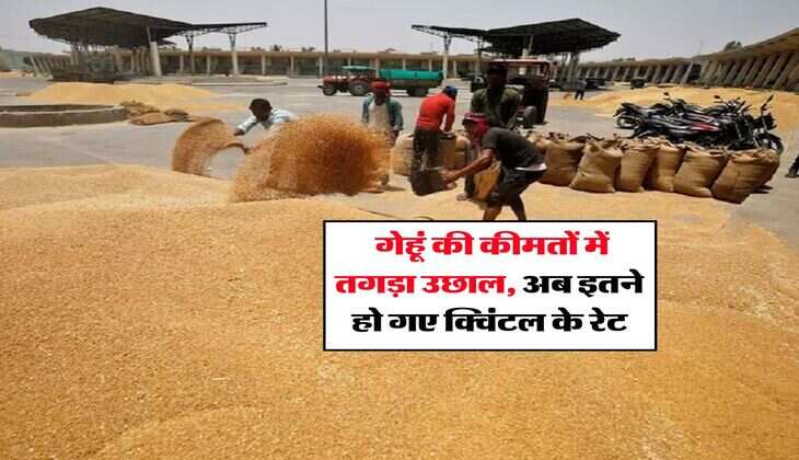 Gehu Ka Rate &nbsp;: गेहूं की कीमतों में तगड़ा उछाल, अब इतने हो गए क्विंटल के रेट