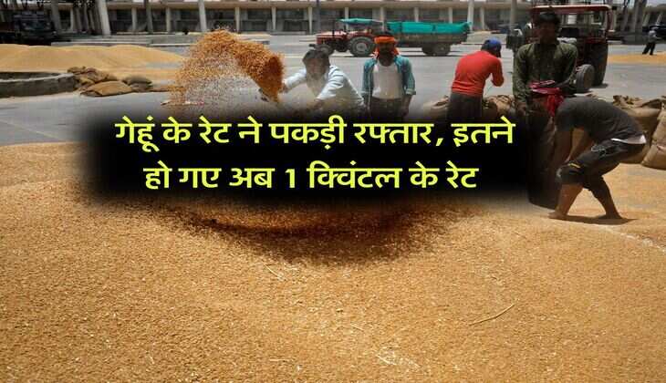 Wheat Rate Hike : गेहूं के रेट ने पकड़ी रफ्तार, इतने हो गए अब 1 क्विंटल के रेट