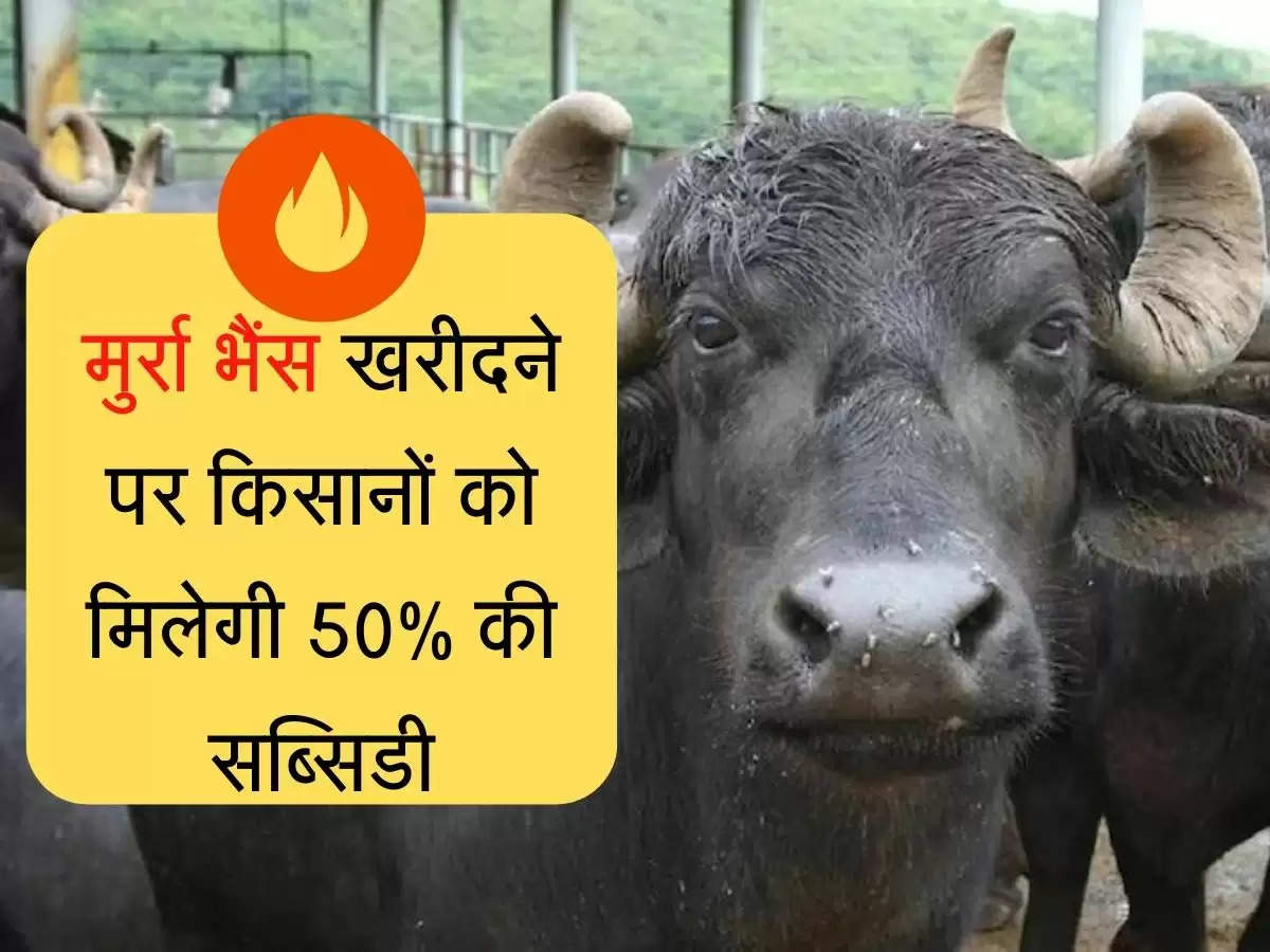 Subsidy on Murrah Buffalo मुर्रा भैंस खरीदने पर किसानों को मिलेगी 50% की सब्सिडी