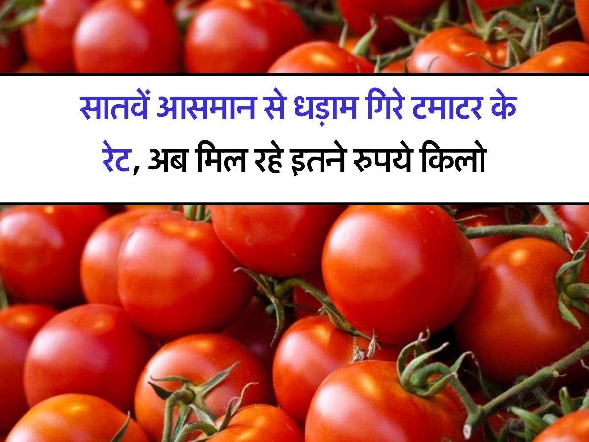 Tomato Price Today : सातवें आसमान से धड़ाम गिरे टमाटर के रेट, अब मिल रहे इतने रुपये किलो