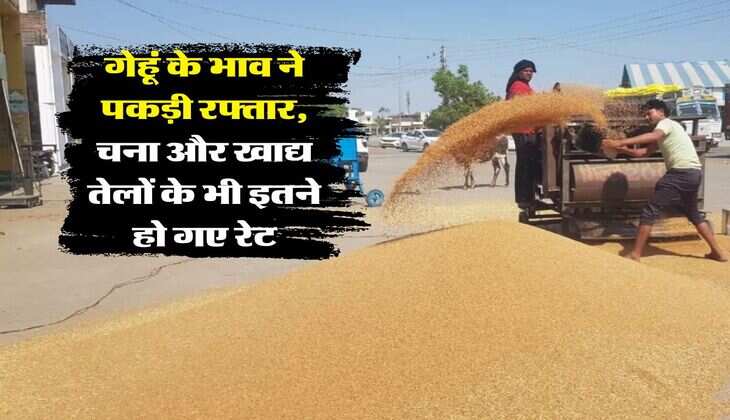 wheat rate today : गेहूं के भाव ने पकड़ी रफ्तार, चना और खाद्य तेलों के भी इतने हो गए रेट
