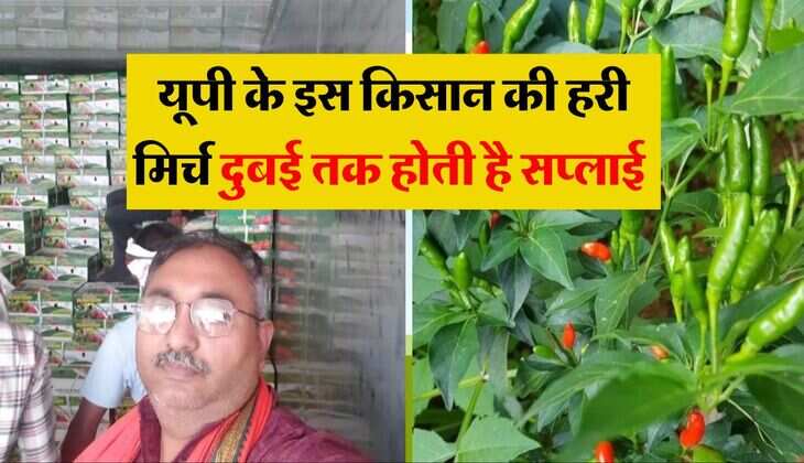 Success Story: यूपी के इस किसान की हरी मिर्च दुबई तक होती है सप्लाई, साल भर में कमा लेता है 5 करोड़&nbsp;