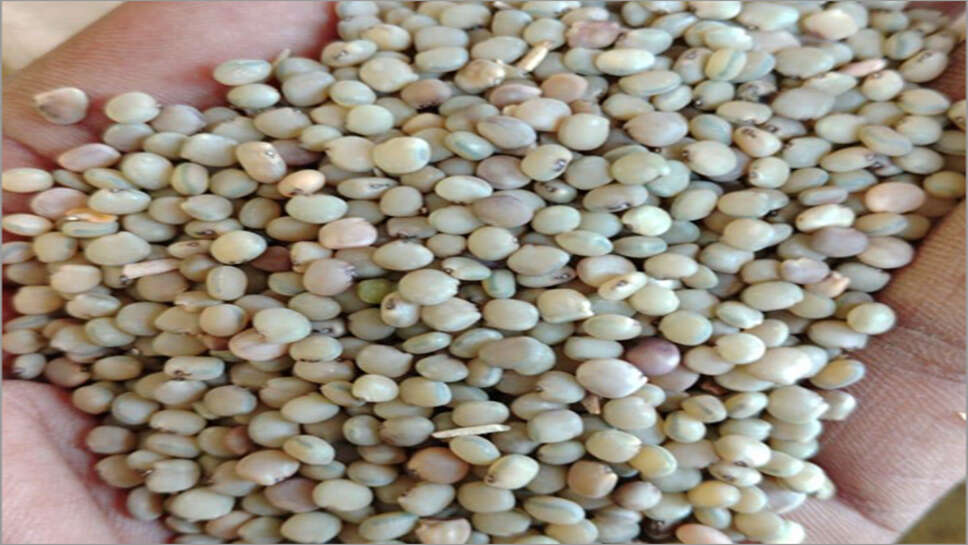 Guar Mandi Bhav: ग्वार सीड और गम में तेजी से कृषि उपज मंडियो में उछले भाव