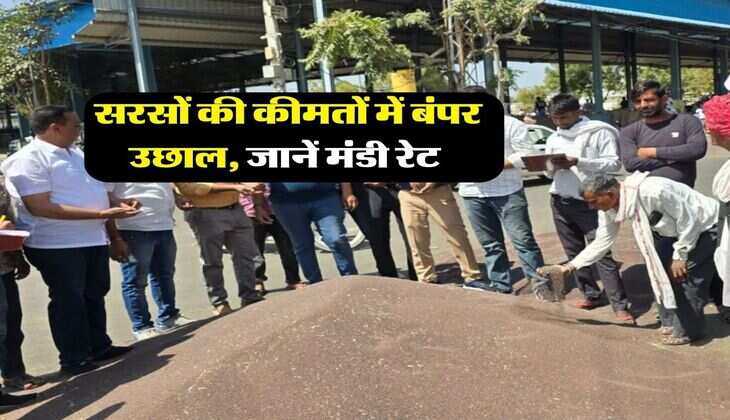 Sarso Rate : सरसों की कीमतों में बंपर उछाल, जानें मंडी रेट