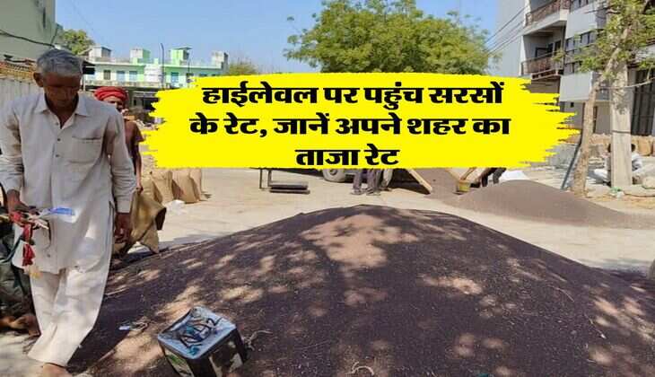 Sarso Rate Today : हाईलेवल पर पहुंच सरसों के रेट, जानें अपने शहर का ताजा रेट&nbsp;