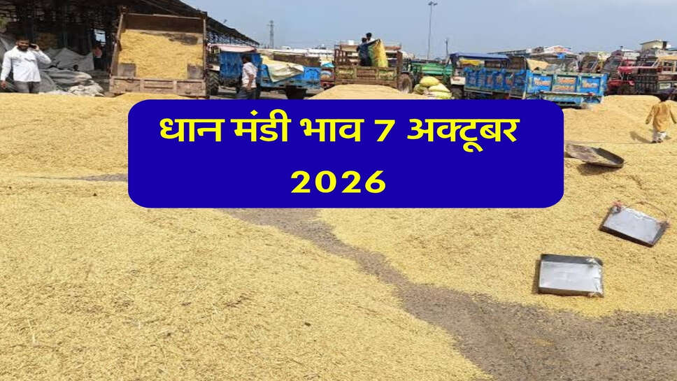 धान मंडी भाव 07 अक्टूबर 2026: 1509 का भाव 4200 के पार, PB-1 पहुंचा 4500 रुपये