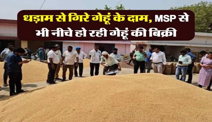 Wheat Rate Down : धड़ाम से गिरे गेहूं के दाम, MSP से भी नीचे हो रही गेहूं की बिक्री