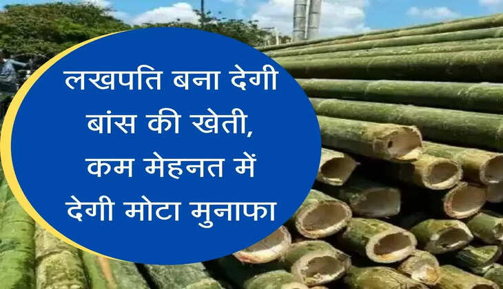 bamboo cultivation लखपति बना देगी बांस की खेती, कम मेहनत में देगी मोटा मुनाफा