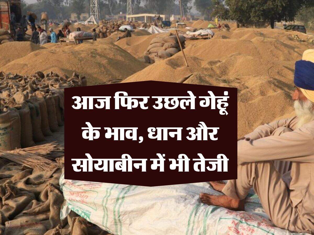 wheat price : आज फिर उछले गेहूं के भाव, धान और सोयाबीन में भी तेजी