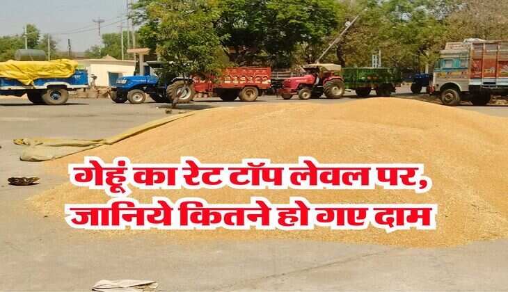 Mandi Bhav 23 July 2025 : गेहूं का रेट टॉप लेवल पर, जानिये कितने हो गए दाम