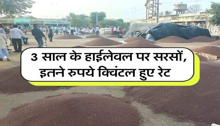 sarso ka bhav 16 july : 3 साल के हाईलेवल पर सरसों, इतने रुपये क्विंटल हुए रेट