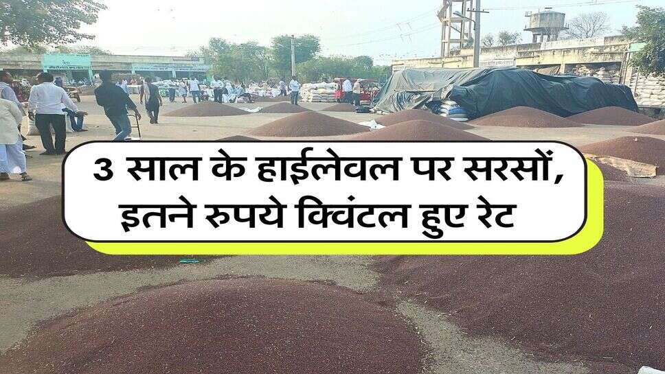 sarso ka bhav 16 july : 3 साल के हाईलेवल पर सरसों, इतने रुपये क्विंटल हुए रेट