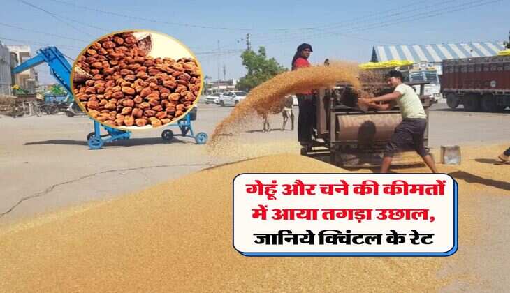 wheat Rate 2025 : गेहूं और चने की कीमतों में आया तगड़ा उछाल, जानिये क्विंटल के रेट