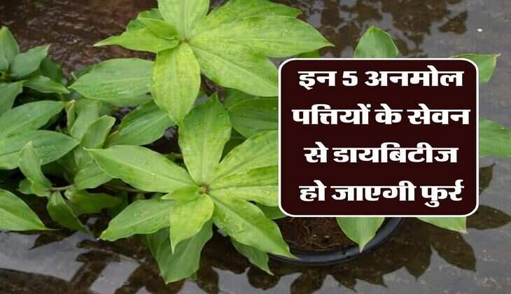 इन 5 अनमोल पत्तियों के सेवन से डायबिटीज हो जाएगी फुर्र, डॉक्टर की नहीं पडेगी जरूरत