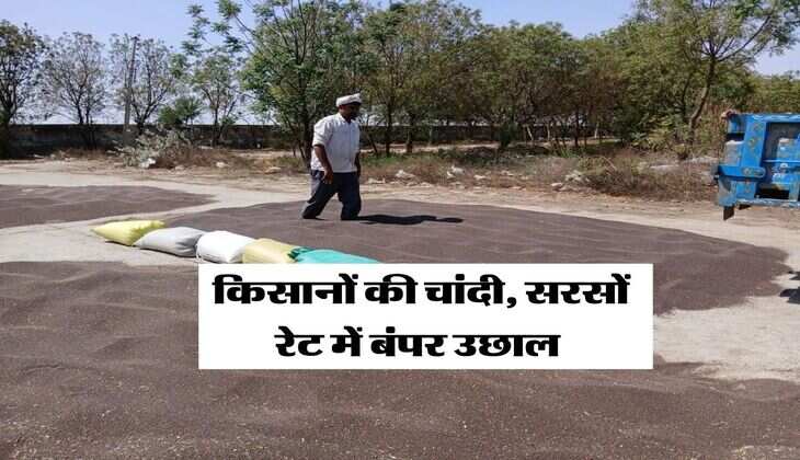 Sarso Rate Today : किसानों की चांदी, सरसों रेट में बंपर उछाल&nbsp;