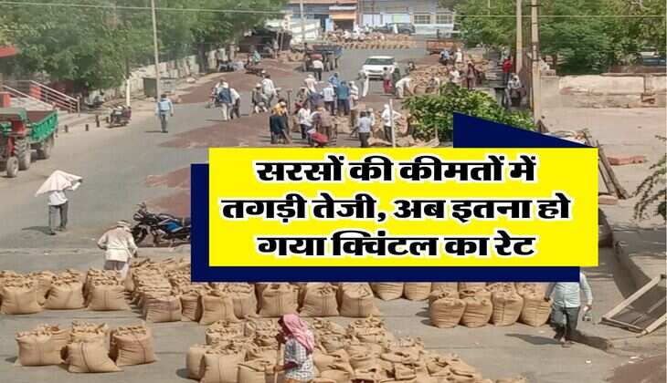 Sarso ka Rate : सरसों की कीमतों में तगड़ी तेजी, अब इतना हो गया क्विंटल का रेट