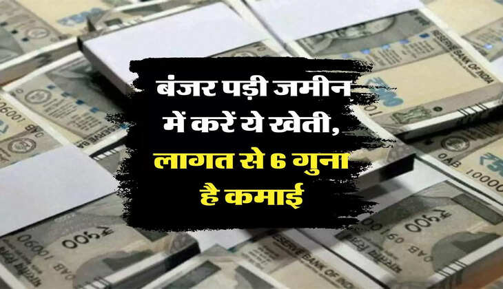 Business Idea: बंजर पड़ी जमीन में करें ये खेती, लागत से 6 गुना है कमाई