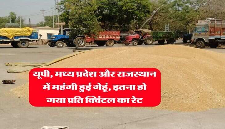 wheat Rate : यूपी, मध्य प्रदेश और राजस्थान में महंगी हुई गेहूं, इतना हो गया प्रति क्विंटल का रेट