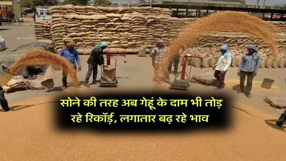 Gehu Mandi Rate : सोने की तरह अब गेहूं के दाम भी तोड़ रहे रिकॉर्ड़, लगातार बढ़ रहे भाव