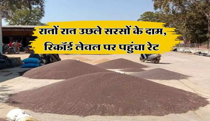 sarso ka bhav 11 august 2025 : रातों रात उछले सरसों के दाम, रिकॉर्ड लेवल पर पहुंचा रेट