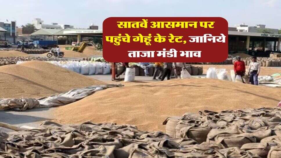 gehu ka bhav : सातवें आसमान पर पहुंचे गेहूं के रेट, जानिये ताजा मंडी भाव&nbsp;