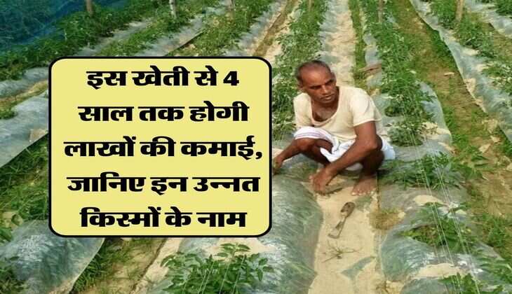 Agri Business Idea: इस खेती से 4 साल तक होगी लाखों की कमाई, जानिए इन उन्नत किस्मों के नाम