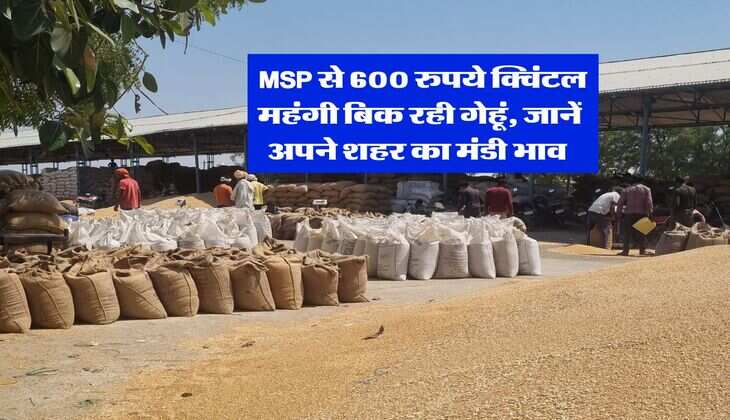 Gehu Rate 10 January : MSP से 600 रुपये क्विंटल महंगी बिक रही गेहूं, जानें अपने शहर का &nbsp;मंडी भाव&nbsp;
