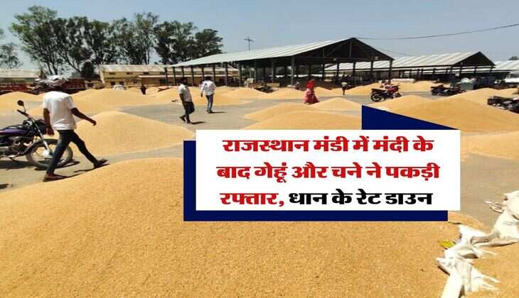 Rajasthan Gehu Rate : राजस्थान मंडी में मंदी के बाद गेहूं और चने ने पकड़ी रफ्तार, धान के रेट डाउन 