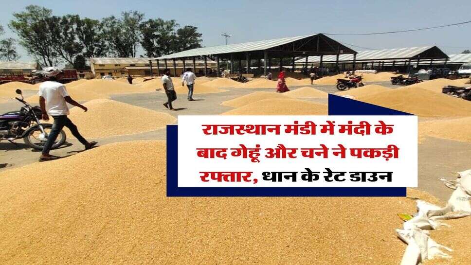 Rajasthan Gehu Rate : राजस्थान मंडी में मंदी के बाद गेहूं और चने ने पकड़ी रफ्तार, धान के रेट डाउन&nbsp;