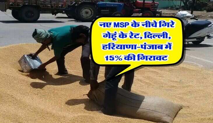 Gehu Rate 15January : नए MSP के नीचे गिरे गेहूं के रेट, दिल्ली, हरियाणा-पंजाब में 15% की गिरावट&nbsp;