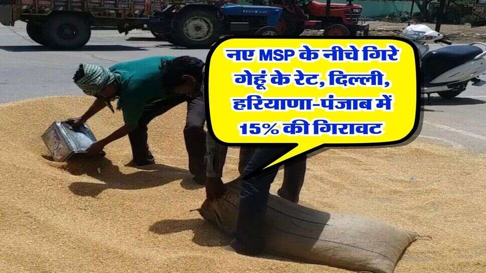 Gehu Rate 15January : नए MSP के नीचे गिरे गेहूं के रेट, दिल्ली, हरियाणा-पंजाब में 15% की गिरावट&nbsp;