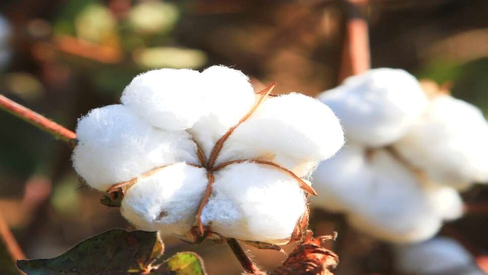 Cotton Mandi Bhav: नरमा के भाव में बड़ा उछाल, 8800 रुपए से ऊपर पहुंचा रेट