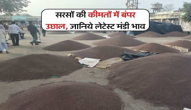 sarso rate : सरसों की कीमतों में बंपर उछाल, जानिये लेटेस्ट मंडी भाव